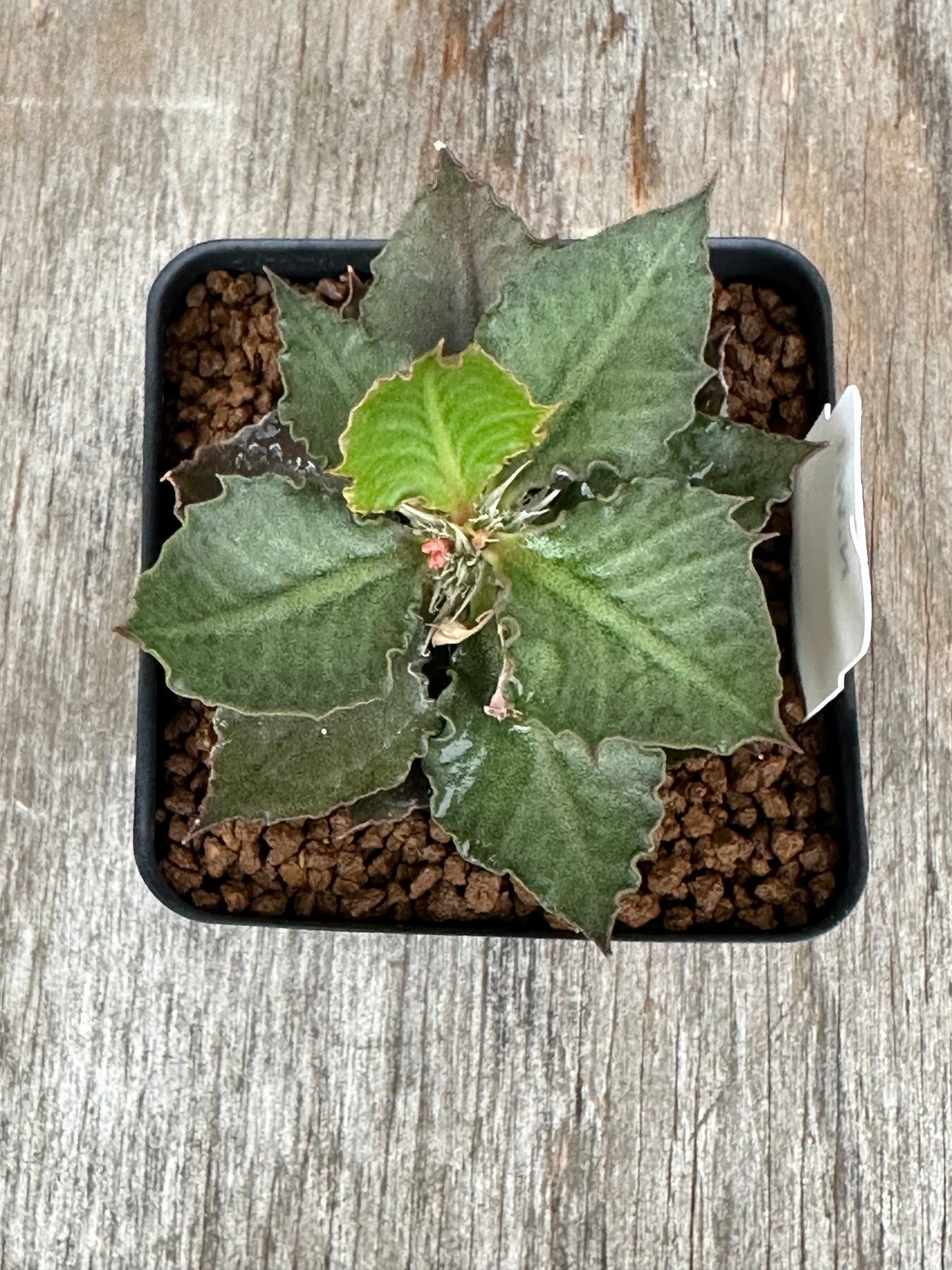 Euphorbia Francoisii Generation 3 Green 727WEB039