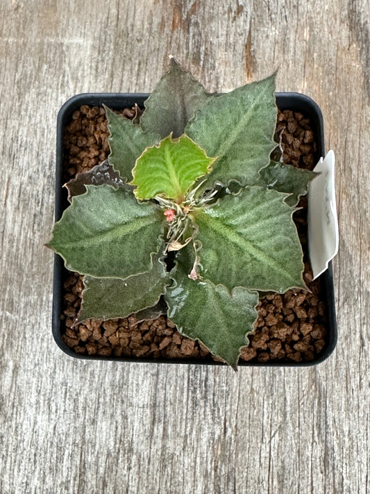 Euphorbia Francoisii Generation 3 Green 727WEB039