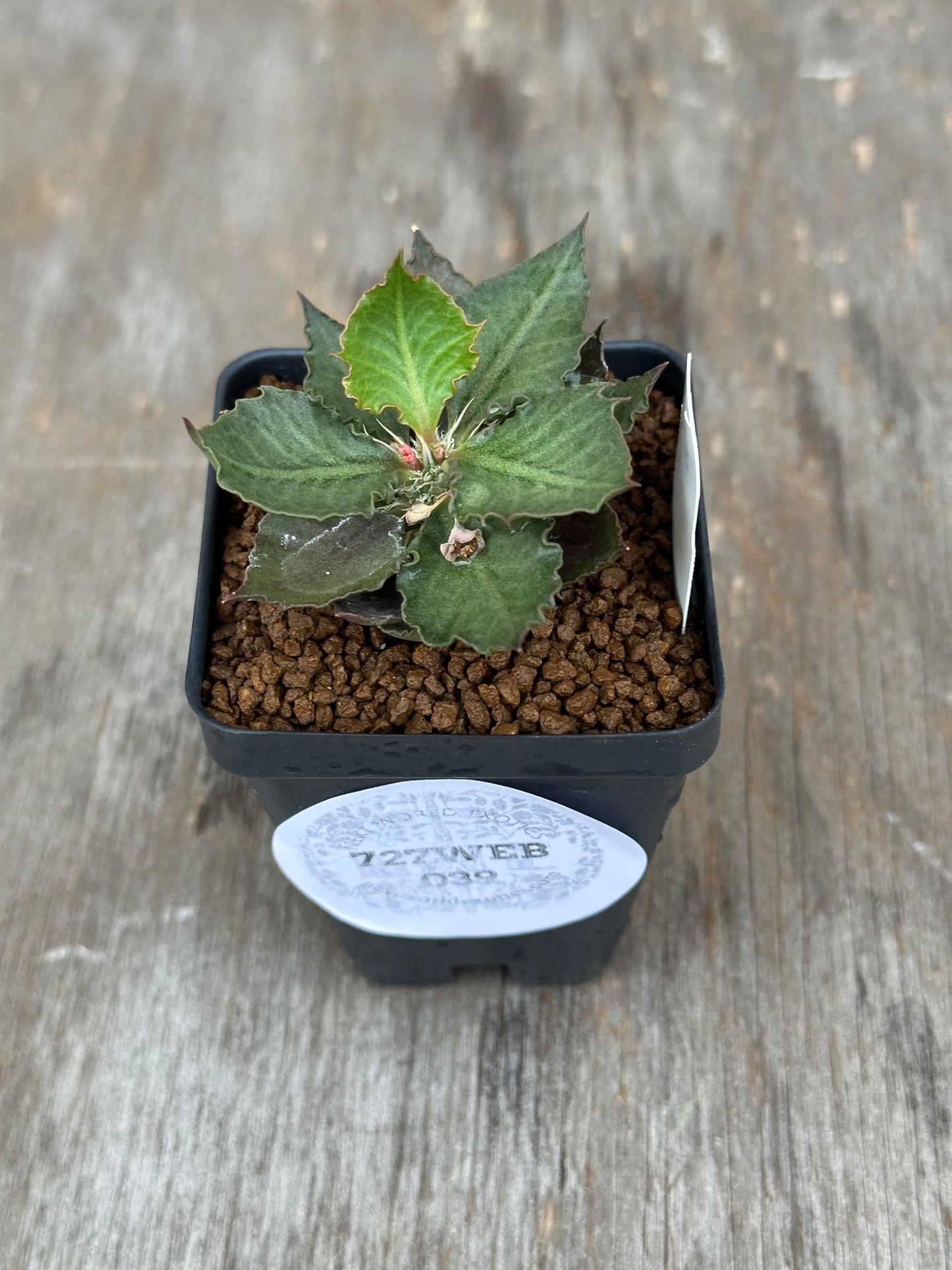 Euphorbia Francoisii Generation 3 Green 727WEB039