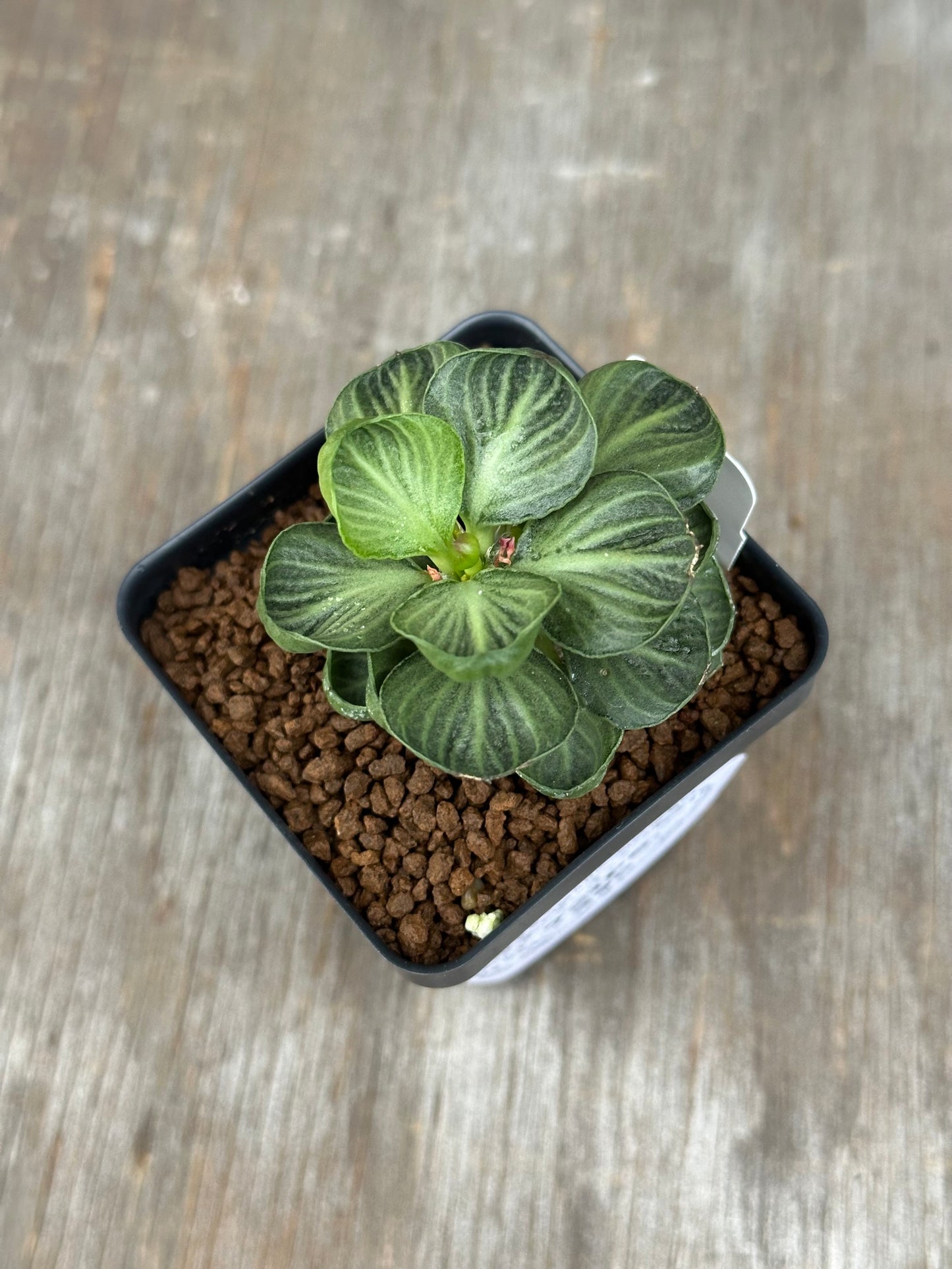 Euphorbia Francoisii Generation 3 Green Cup 721PS299