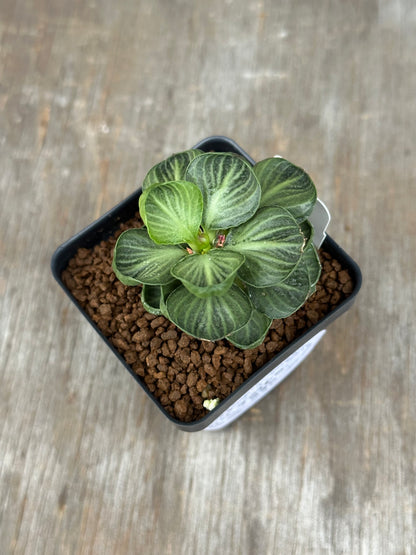 Euphorbia Francoisii Generation 3 Green Cup 721PS299