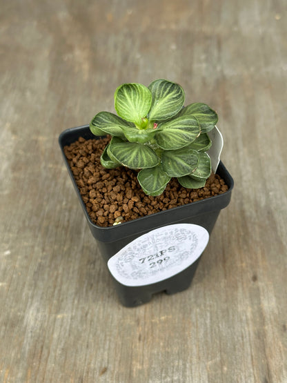 Euphorbia Francoisii Generation 3 Green Cup 721PS299