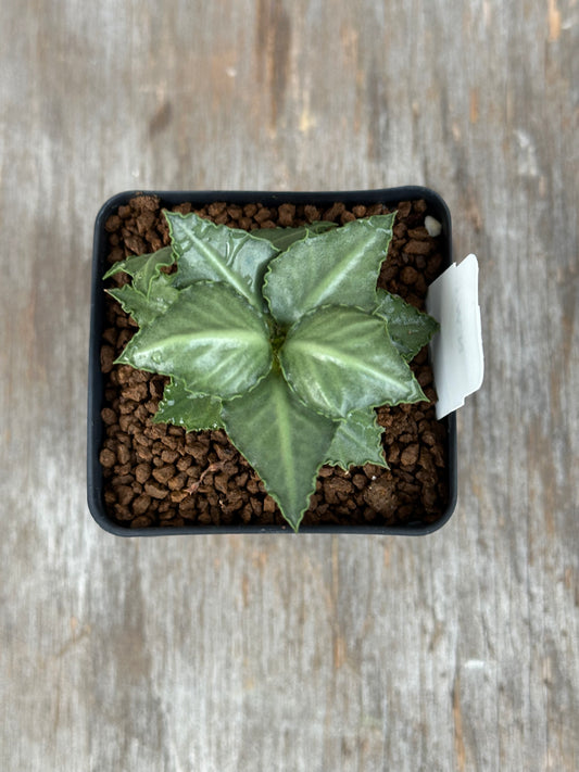 Euphorbia Francoisii Generation 3 Green Dagger 7277WEB031