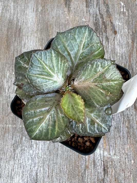 Euphorbia Francoisii Generation 3 Green Dark Margins 727WEB023