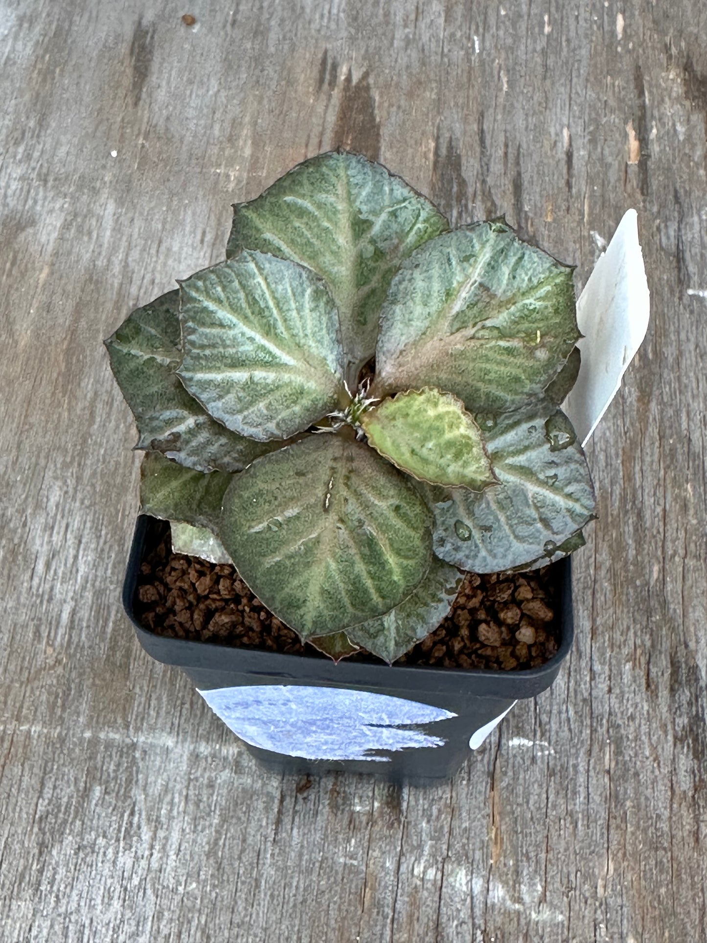 Euphorbia Francoisii Generation 3 Green Dark Margins 727WEB023