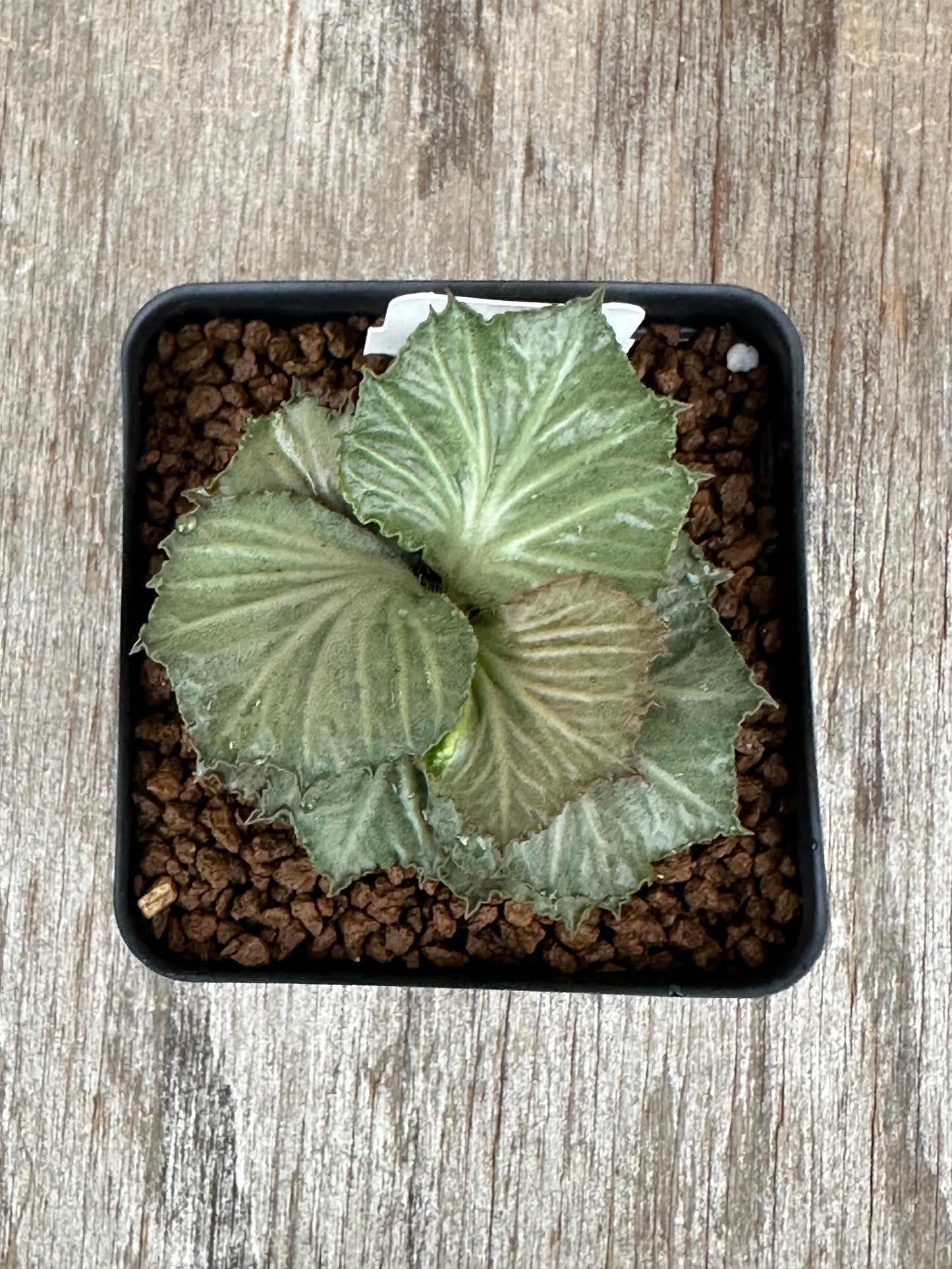Euphorbia Francoisii Generation 3 Green Maple Leaf 727WEB043