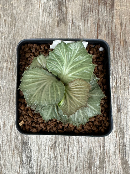 Euphorbia Francoisii Generation 3 Green Maple Leaf 727WEB043