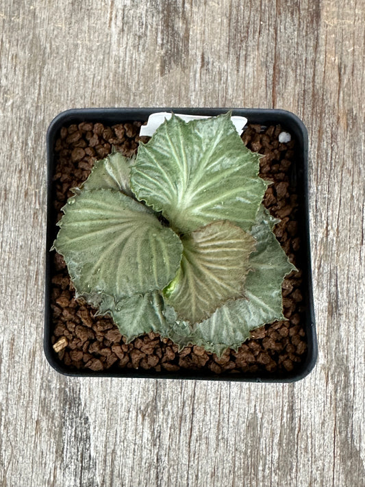 Euphorbia Francoisii Generation 3 Green Maple Leaf 727WEB043