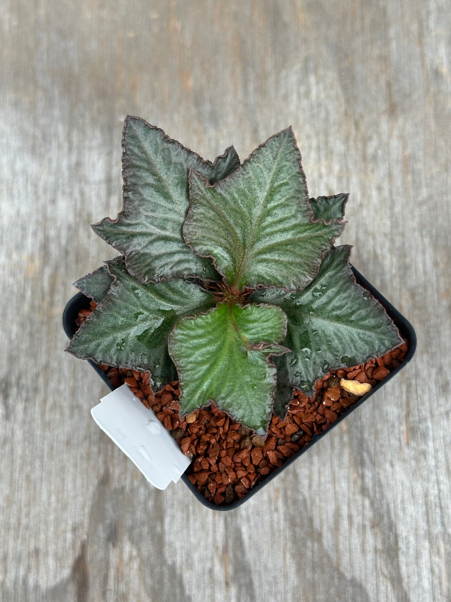 Euphorbia Francoisii Generation 3 Green Maple Leaf 803WEB010