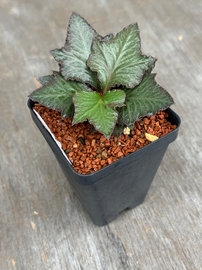 Euphorbia Francoisii Generation 3 Green Maple Leaf 803WEB010