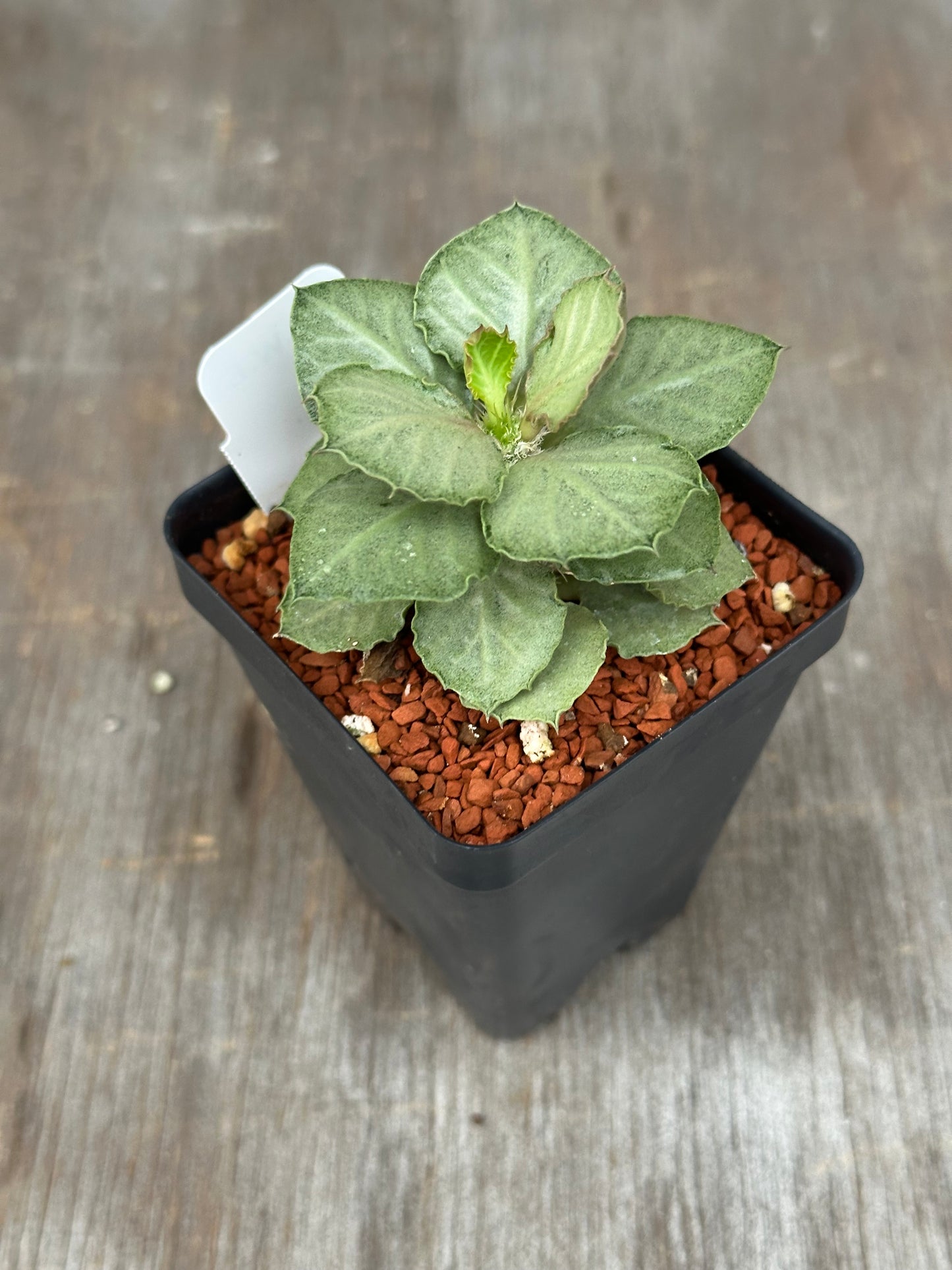 Euphorbia Francoisii Generation 3 Green Silver 721PS302