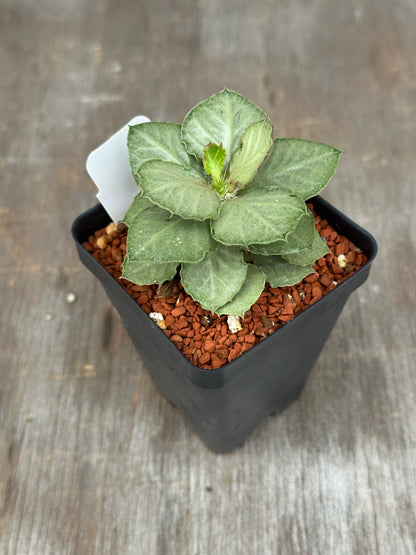 Euphorbia Francoisii Generation 3 Green Silver 721PS302