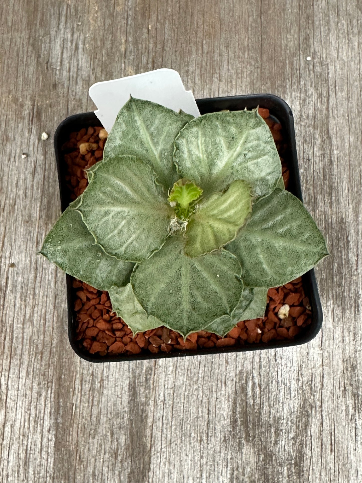 Euphorbia Francoisii Generation 3 Green Silver 721PS302