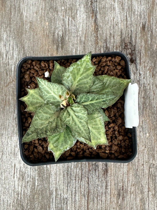 Euphorbia Francoisii Generation 3 Green Silver Dagger 727WEB036
