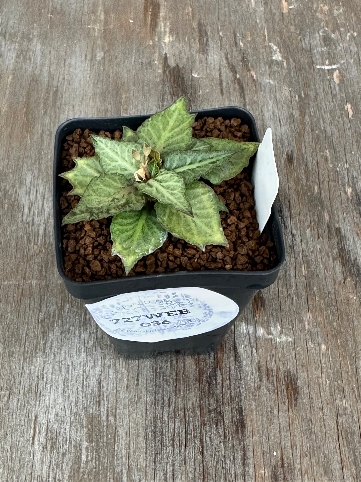 Euphorbia Francoisii Generation 3 Green Silver Dagger 727WEB036