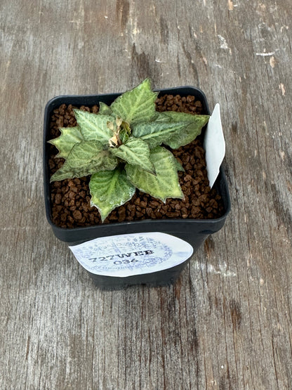 Euphorbia Francoisii Generation 3 Green Silver Dagger 727WEB036