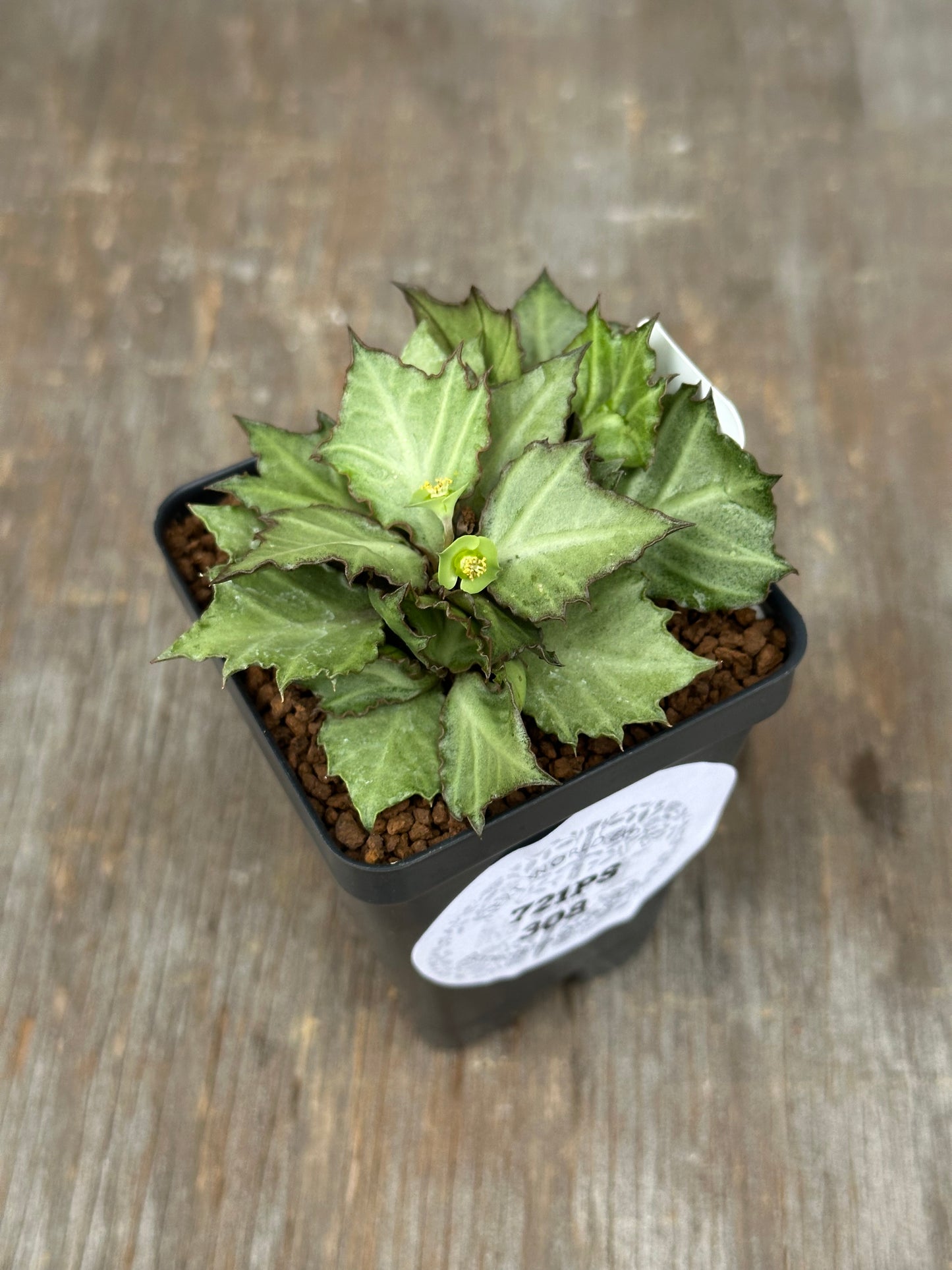 Euphorbia Francoisii Generation 3 Green Silver Dark Margins 721PS308