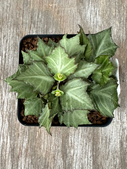 Euphorbia Francoisii Generation 3 Green Silver Dark Margins 721PS308