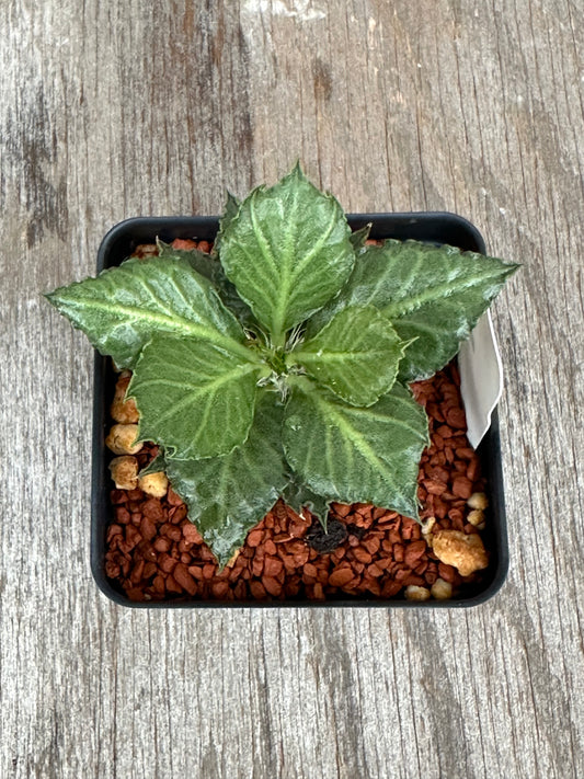 Euphorbia Francoisii Generation 3 Green Spade 727WEB040