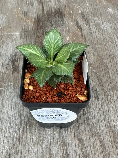 Euphorbia Francoisii Generation 3 Green Spade 727WEB040