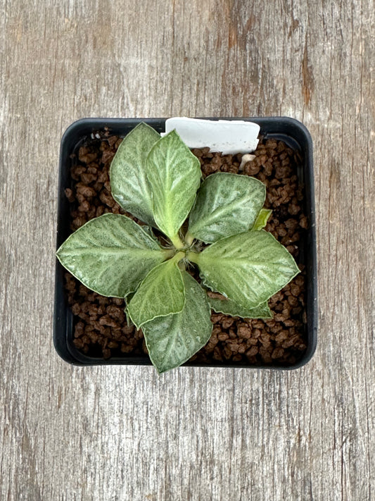Euphorbia Francoisii Generation 3 Green Spade 727WEB042