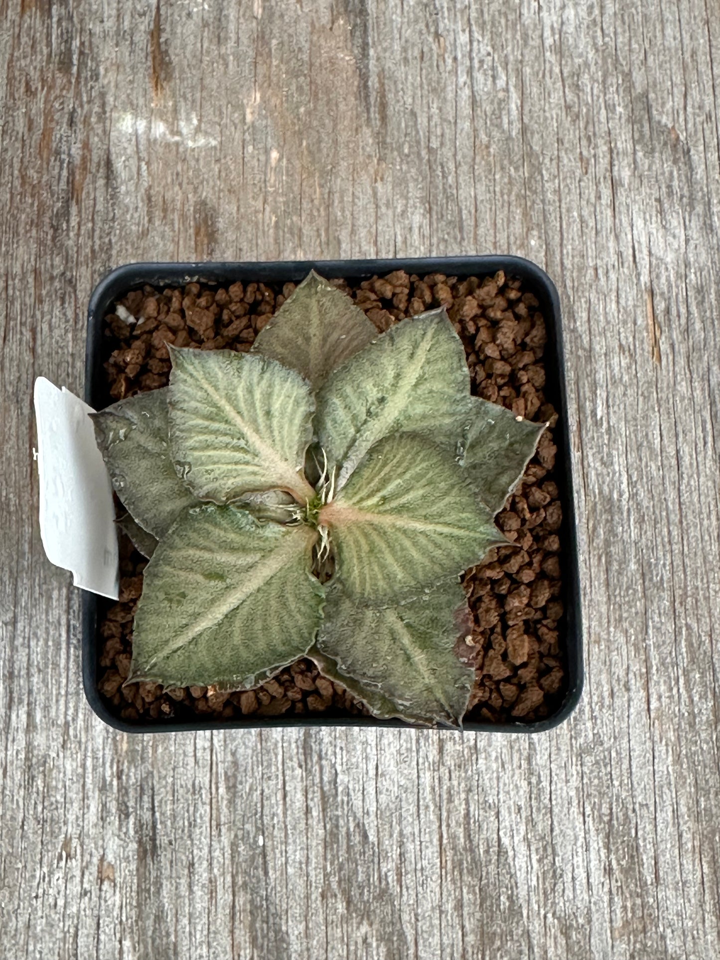 Euphorbia Francoisii Generation 3 Pink Blush 727WEB038