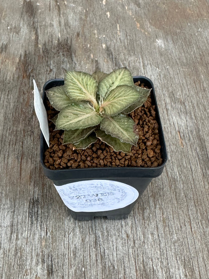 Euphorbia Francoisii Generation 3 Pink Blush 727WEB038