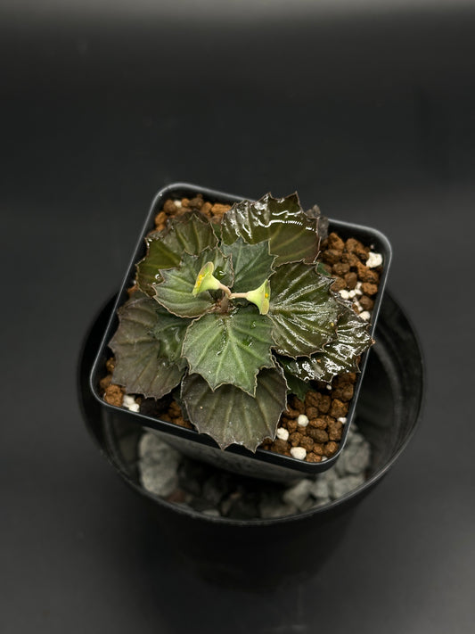 Euphorbia Francoisii 'Generation 3' Purple in a small black pot, featuring glossy, serrated leaves with emerging pale buds in a rosette form.