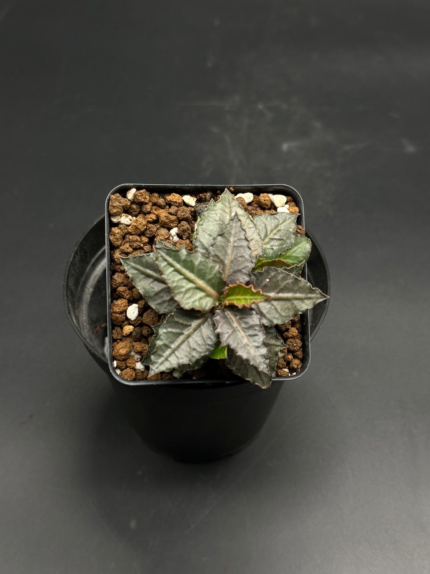 Euphorbia Francoisii 'Generation 3' Purple in a black pot, showcasing compact, metallic purplish-bronze leaves with pronounced veins and saw-toothed edges.
