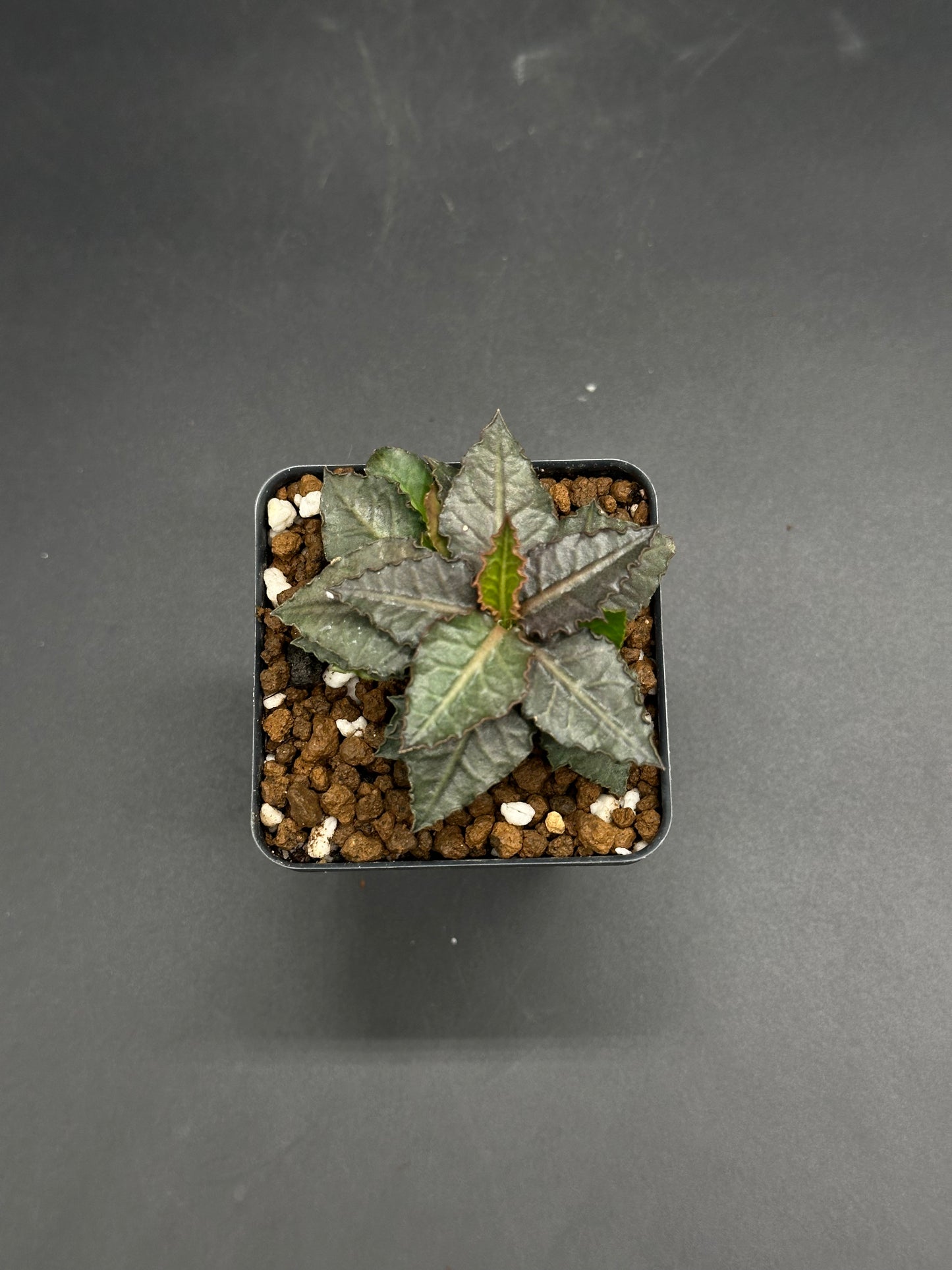Euphorbia Francoisii 'Generation 3' Purple (130W069) in a black pot, displaying metallic bronze-green serrated leaves with a puckered texture and central veins.