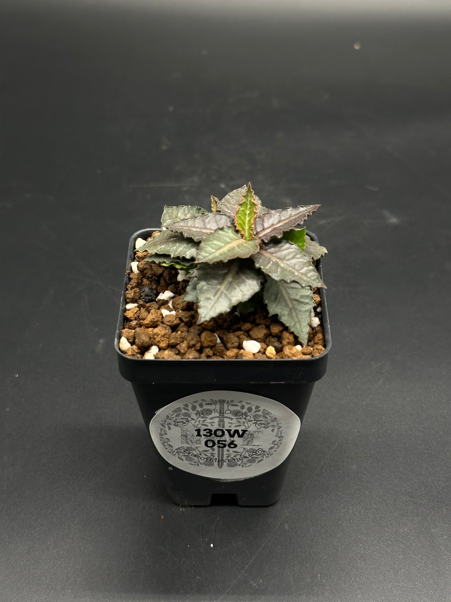 Euphorbia Francoisii 'Generation 3' Purple in a 2-inch black nursery pot with serrated, dark green leaves and a slight copper sheen.