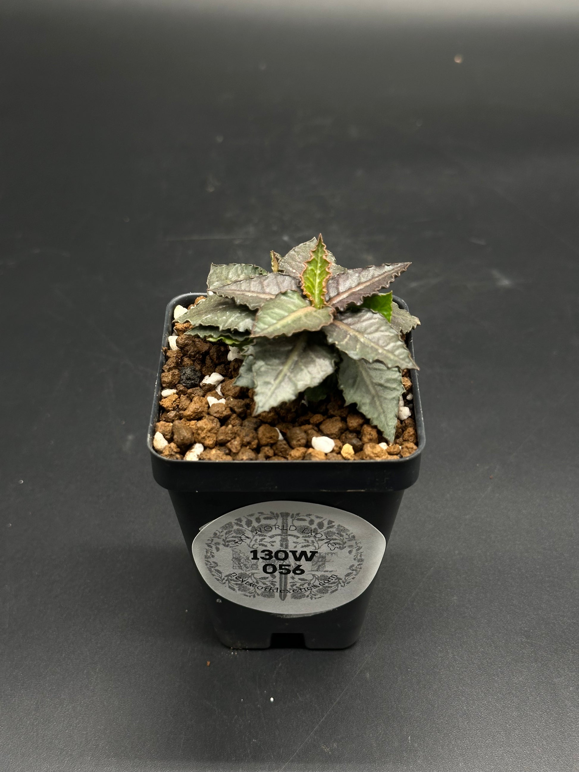 Euphorbia Francoisii 'Generation 3' Purple in a 2-inch black nursery pot with serrated, dark green leaves and a slight copper sheen.