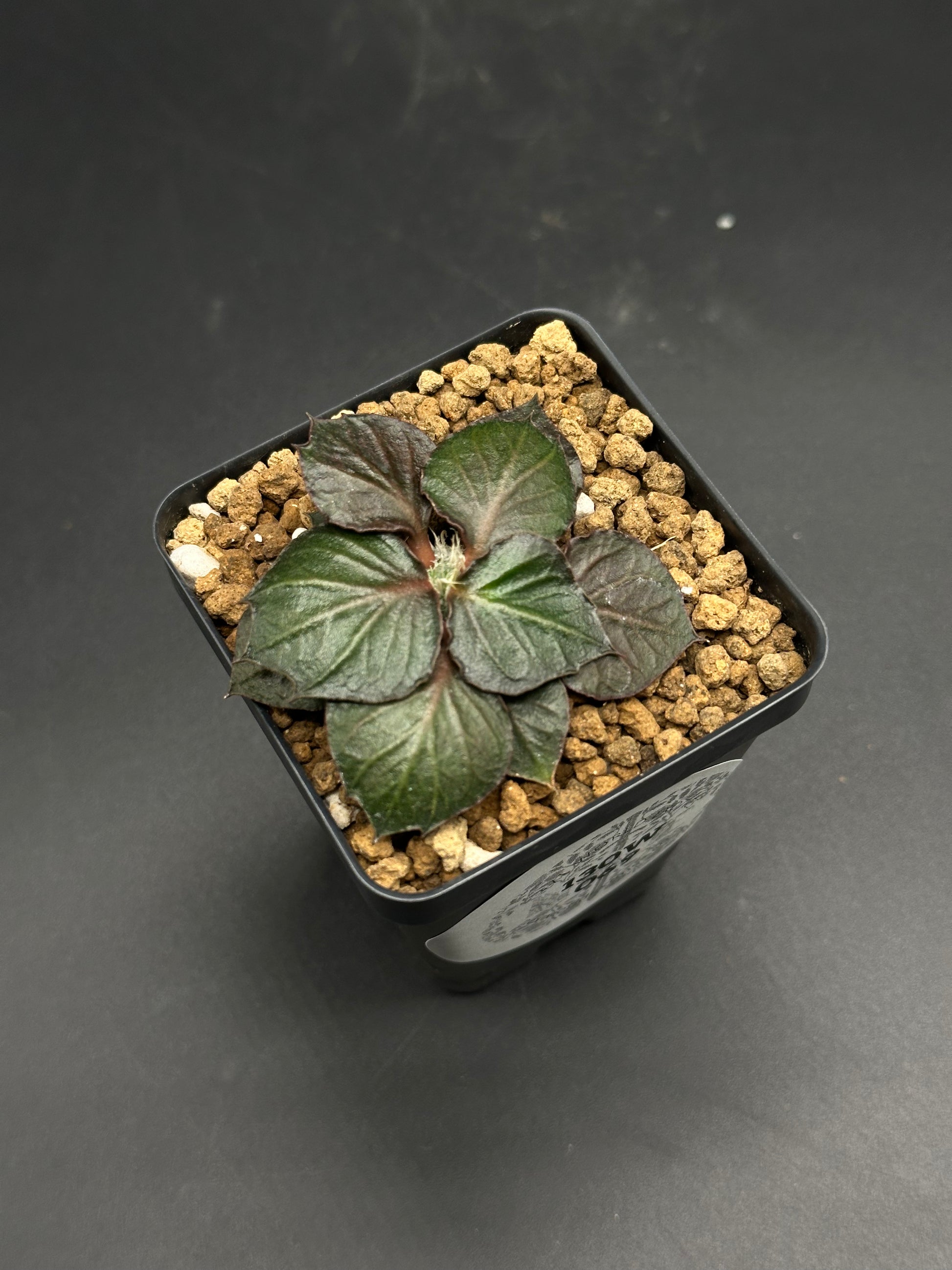 Euphorbia Francoisii 'Generation 3' Purple (130W075) seedling in a black nursery pot, featuring textured, dark green leaves with a purplish tint.