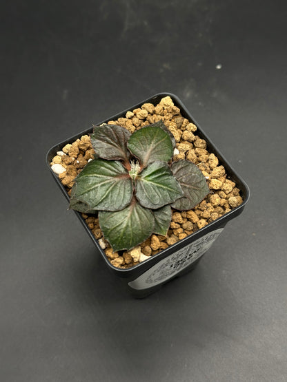 Euphorbia Francoisii 'Generation 3' Purple (130W075) seedling in a black nursery pot, featuring textured, dark green leaves with a purplish tint.