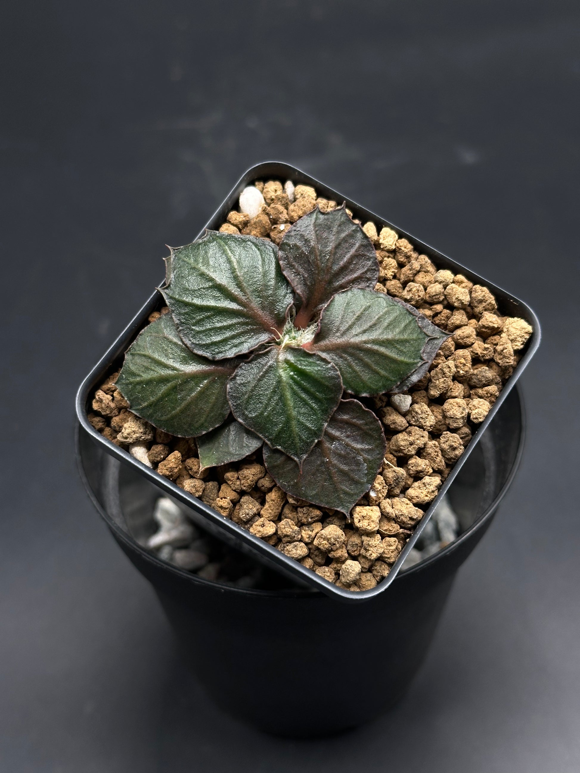 Euphorbia Francoisii 'Generation 3' Purple (130W075) in a 2-inch pot, featuring dark, textured leaves with bronze-purple margins and a pumice top-dress.