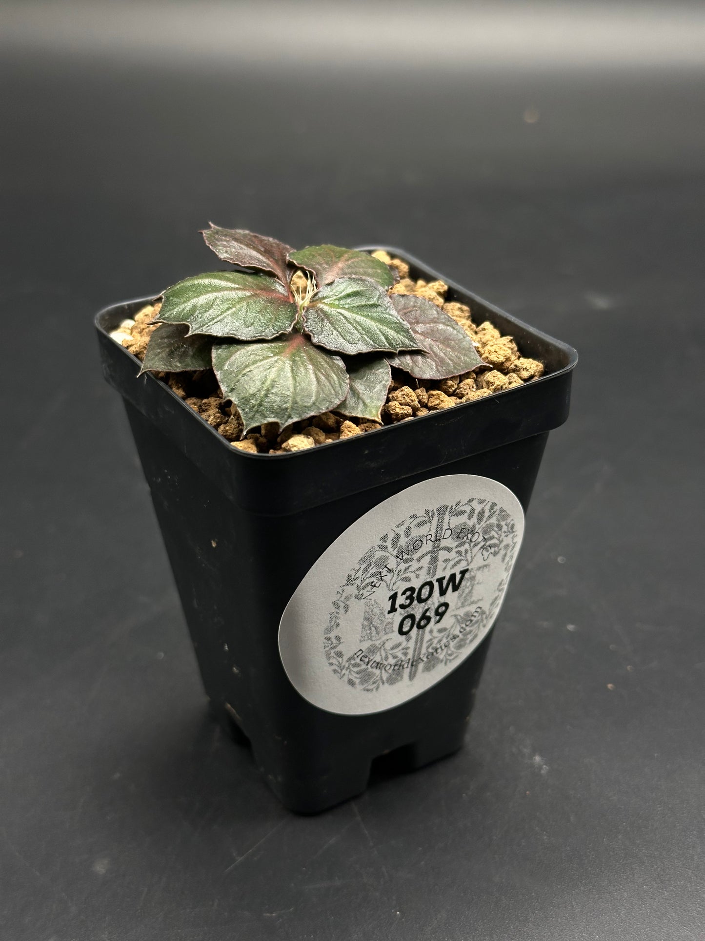 Euphorbia Francoisii 'Generation 3' Purple (130W075) in a black nursery pot with dark green rosette leaves, featuring reddish-bronze undersides, and a white label.