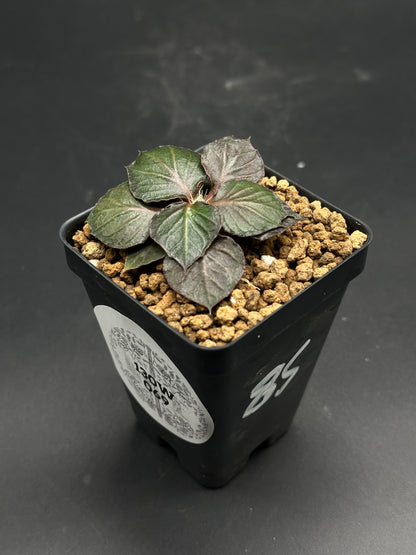 Euphorbia Francoisii 'Generation 3' Purple in a black nursery pot, showcasing glossy, heart-shaped leaves with reddish margins, set against a dark background.