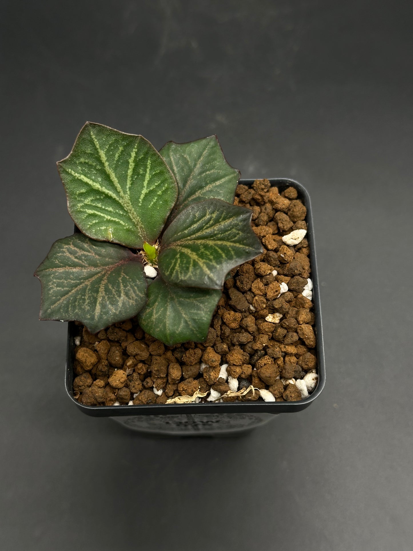 Euphorbia Francoisii 'Generation 3' Purple in a 2-inch pot, featuring four thick, dark green leaves with pale veins and a new shoot in chunky potting mix.