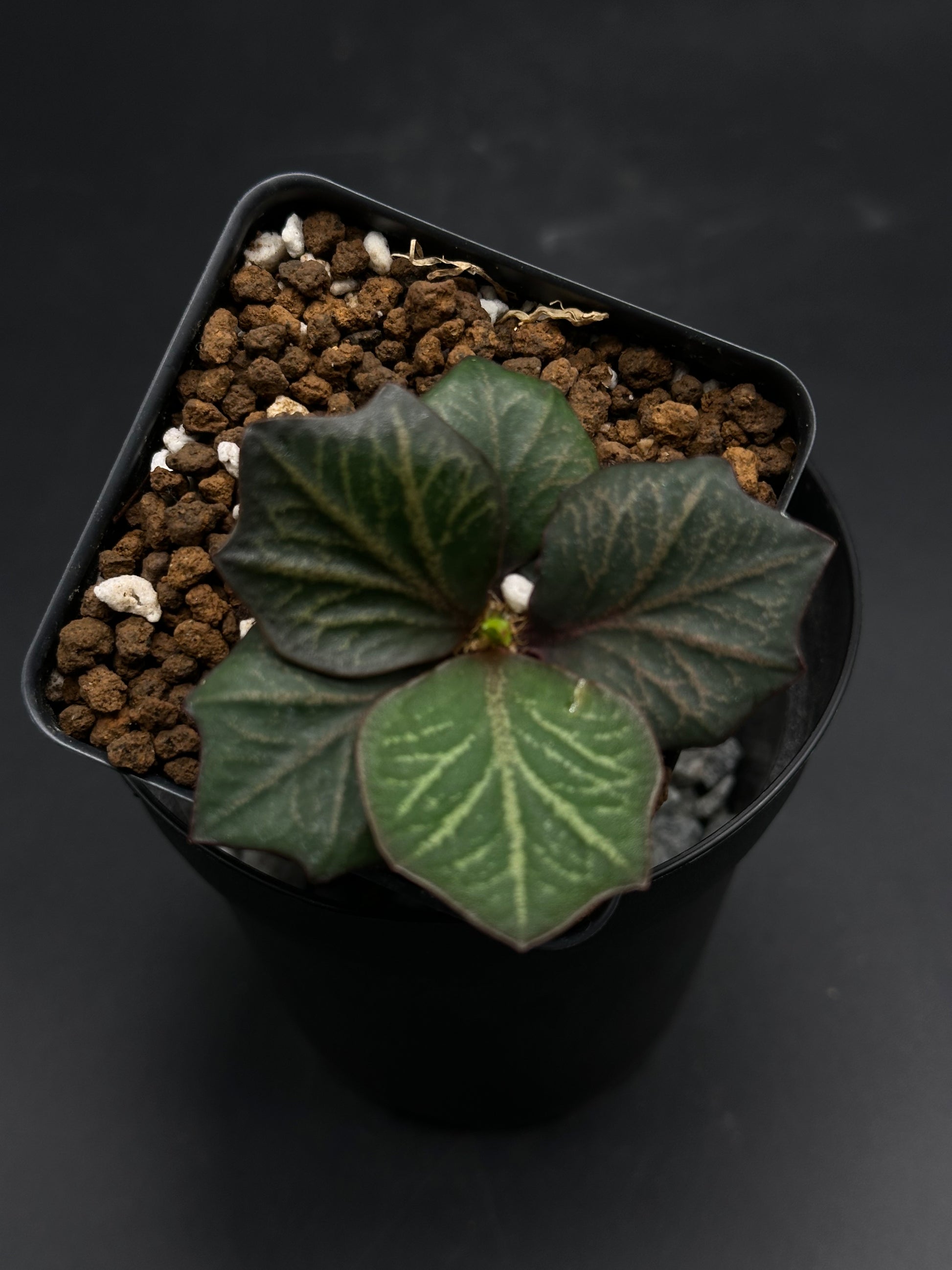 Euphorbia Francoisii 'Generation 3' Purple in a 2-inch black nursery pot, showcasing its compact form with dark green, arrow-shaped leaves and lighter venation.