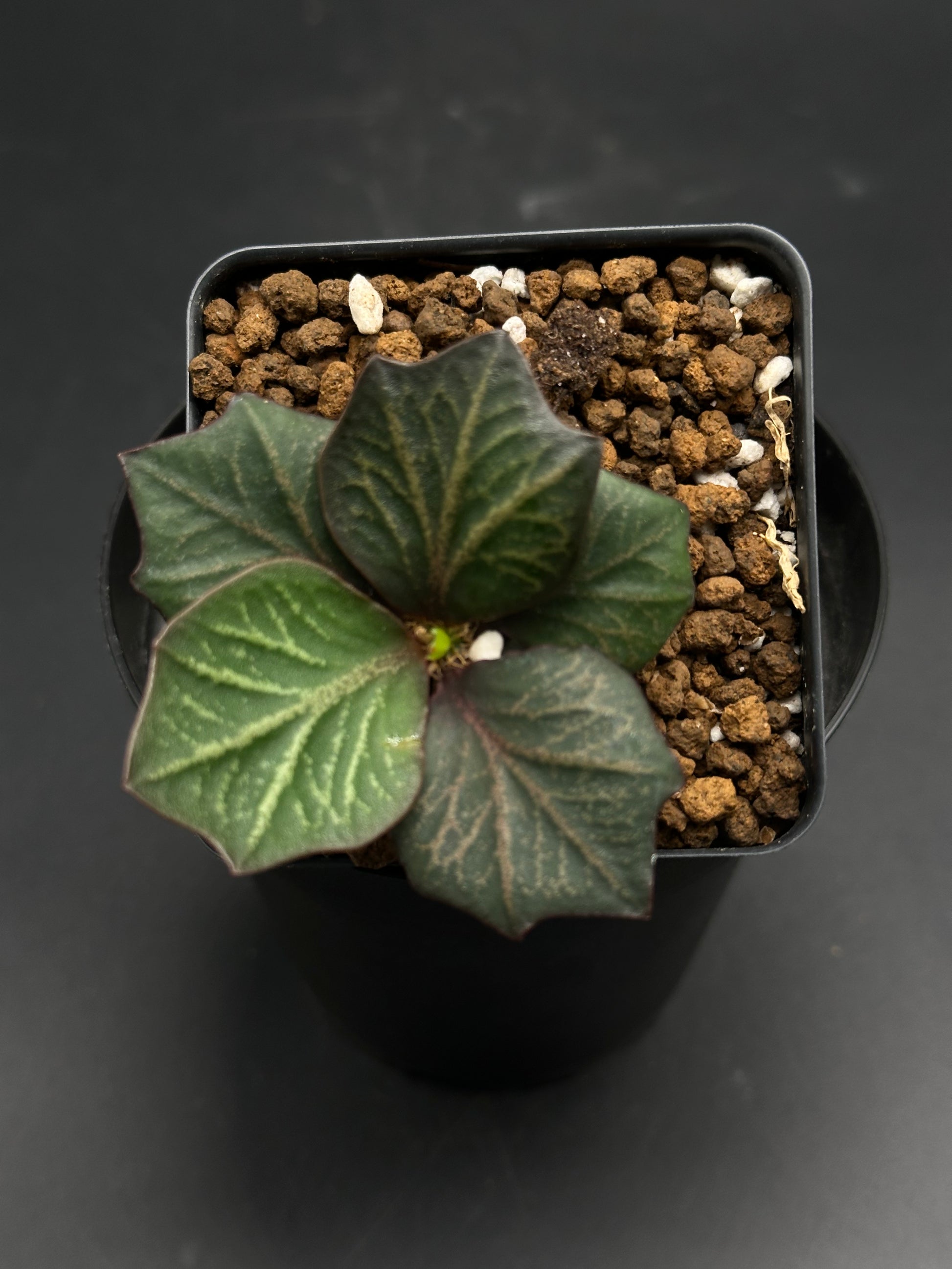 Euphorbia Francoisii 'Generation 3' Purple in a 2-inch pot, showcasing compact, broad dark leaves with lighter veining in chunky inorganic media.