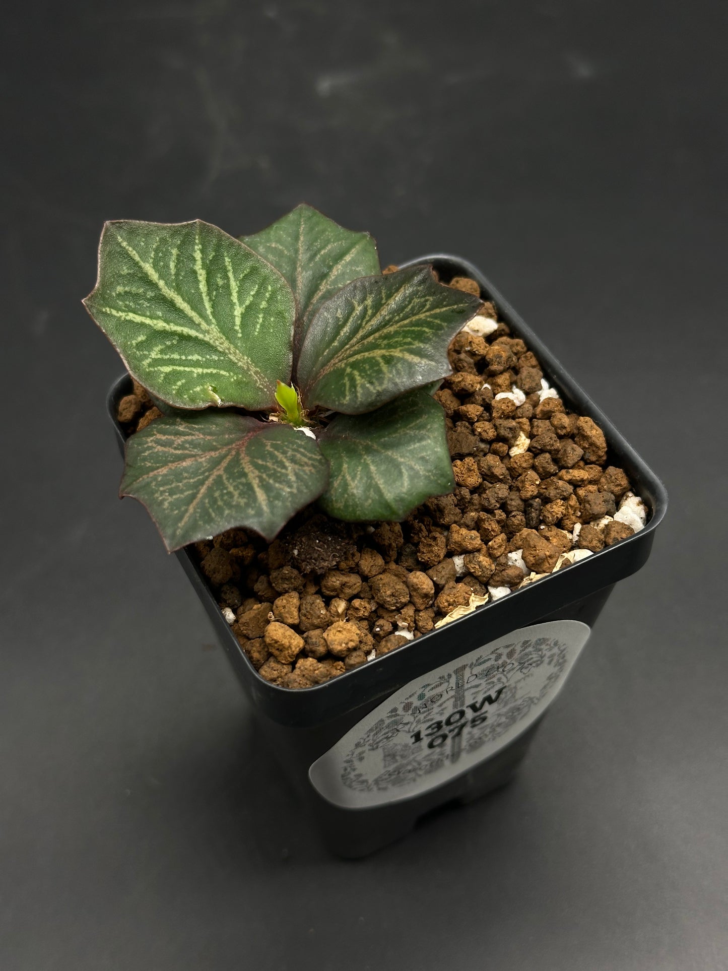 Euphorbia Francoisii 'Generation 3' Purple in a 2-inch black pot, featuring broad dark green leaves with light veins, and a bright green shoot.