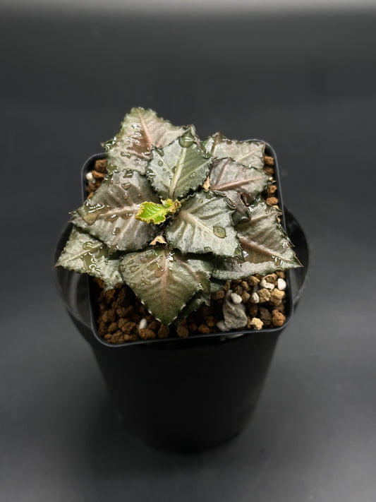 Euphorbia Francoisii 'Generation 3' Red in a black pot, showcasing a tight rosette of dark, toothed, metallic leaves with visible water droplets.