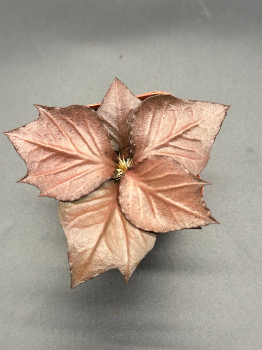Euphorbia Francoisii 'Generation 3' Red in a 2-inch pot, featuring distinctive maple-leaf shaped foliage with thick, sinuous branches.