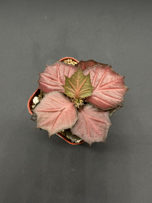 Euphorbia Francoisii 'Generation 3' Red in a 2-inch pot, showcasing maple-leaf shaped foliage with distinctive, thick branches native to Madagascar.