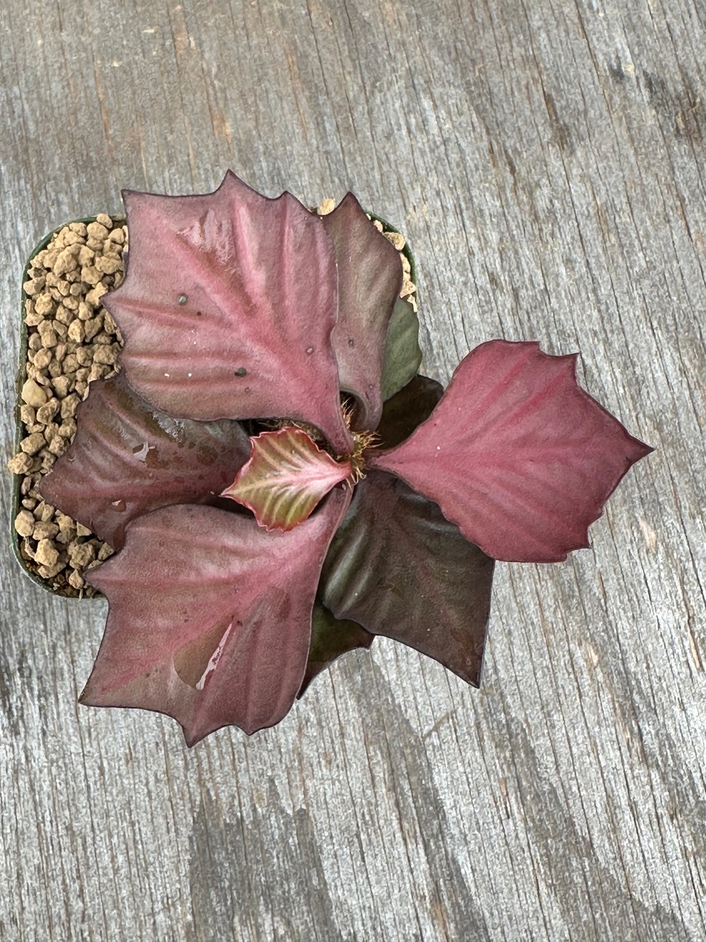 Euphorbia Francoisii Generation 3 Red 803WEB008