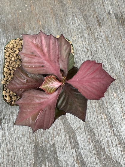 Euphorbia Francoisii Generation 3 Red 803WEB008