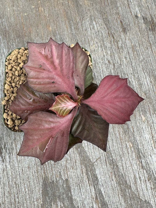 Euphorbia Francoisii Generation 3 Red 803WEB008