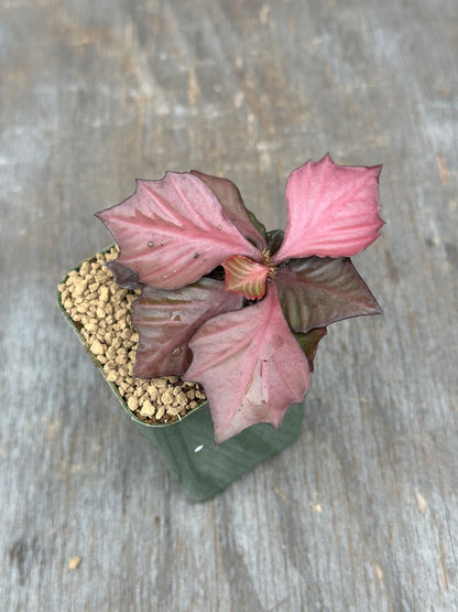 Euphorbia Francoisii Generation 3 Red 803WEB008