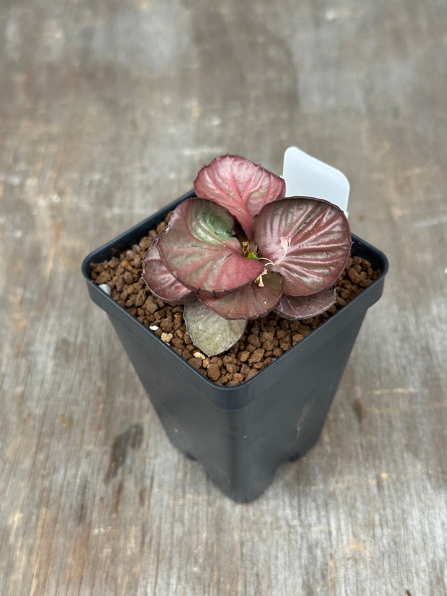 Euphorbia Francoisii Generation 3 Red Cup 721PS316