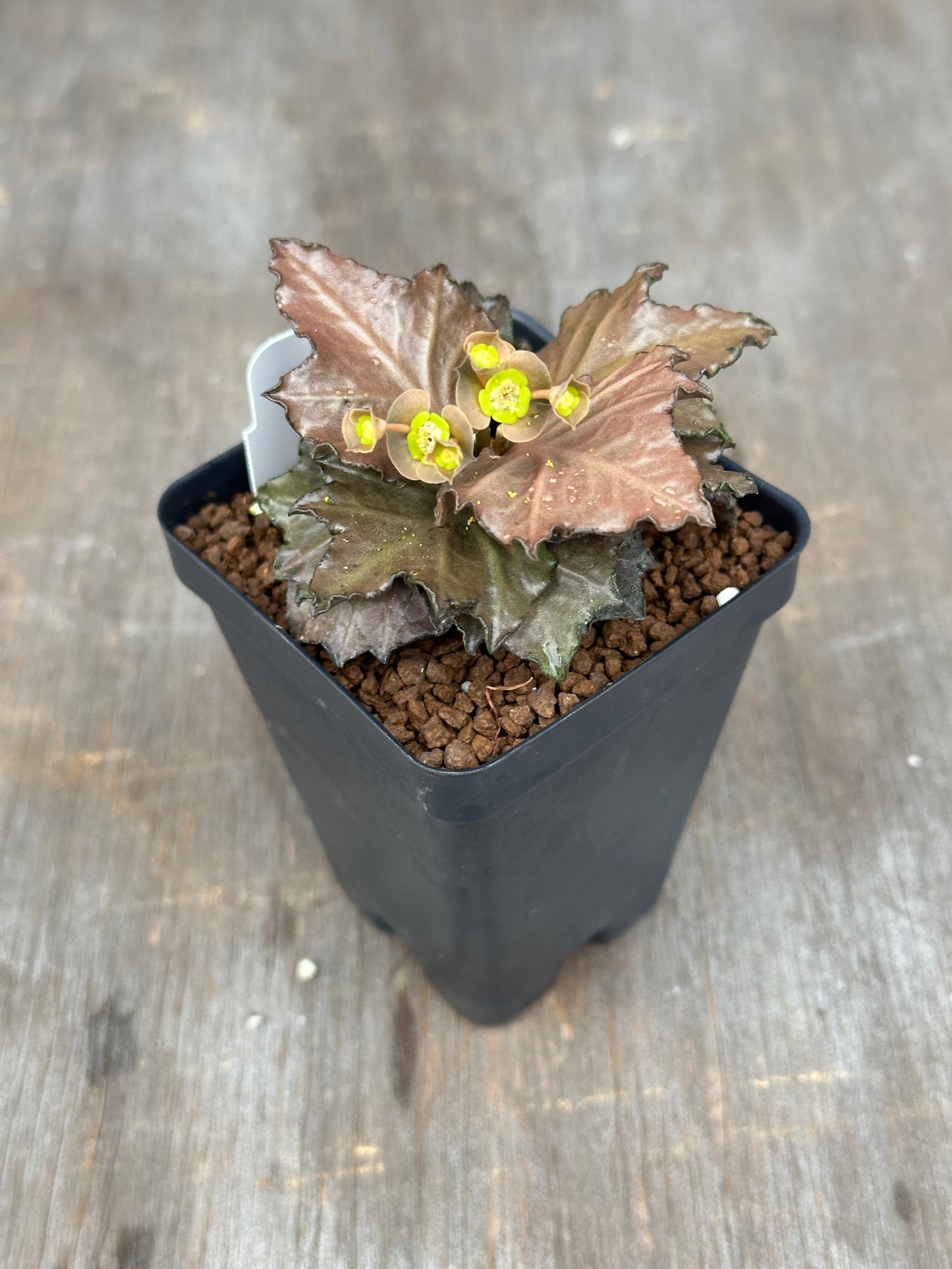 Euphorbia Francoisii Generation 3 Red Maple Leaf 721PS315